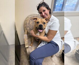 Bullboxer Pit Dogs for adoption in Brewster, NY, USA