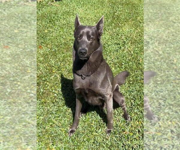 Medium Photo #12 Belgian Malinois Puppy For Sale in CRAWFORDVILLE, FL, USA