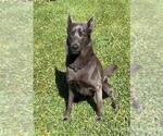 Small #11 Belgian Malinois