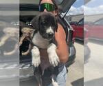 Small American Bulldog