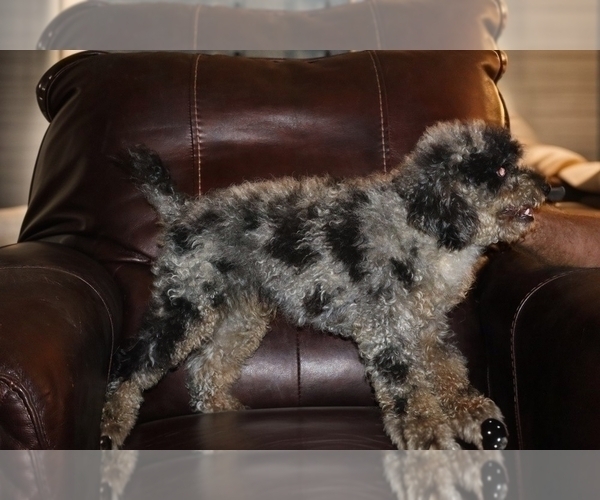 Medium Photo #3 Poodle (Miniature) Puppy For Sale in DYERSBURG, TN, USA
