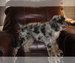 Small #2 Poodle (Miniature)
