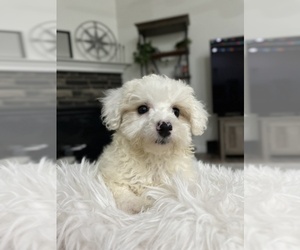 Bichon Frise-YorkiePoo Mix Puppy for sale in FINDLAY, OH, USA