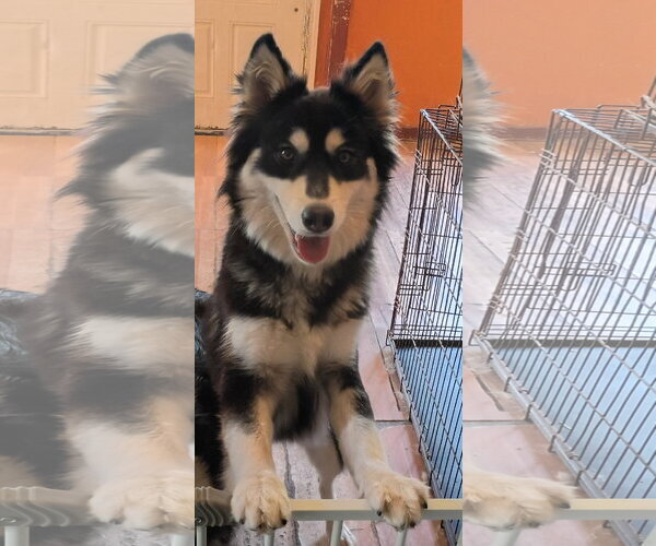 Medium Photo #1 Siberian Husky Puppy For Sale in Pacific grove , CA, USA