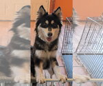 Small Siberian Husky