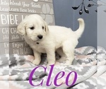 Small Photo #21 Goldendoodle Puppy For Sale in CEDAR GAP, MO, USA