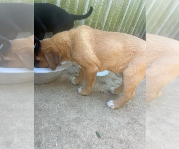 Medium Photo #3 Labrador Retriever-Unknown Mix Puppy For Sale in Aurora, IN, USA