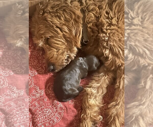 Medium Photo #5 Aussiedoodle-Goldendoodle Mix Puppy For Sale in HUTCHINSON, KS, USA