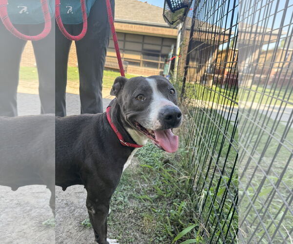Medium Photo #1 American Pit Bull Terrier-Unknown Mix Puppy For Sale in Rowlett, TX, USA