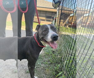 American Pit Bull Terrier-Unknown Mix Dogs for adoption in Rowlett, TX, USA