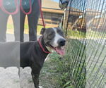 Small American Pit Bull Terrier Mix
