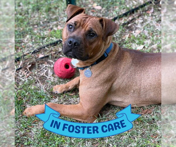 Medium Photo #2 Black Mouth Cur-Unknown Mix Puppy For Sale in Tallahassee, FL, USA