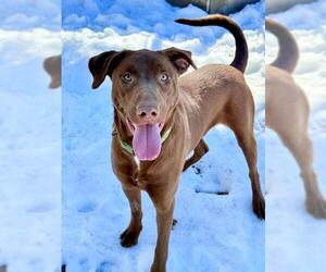 Catahoula Leopard Dog-Labrador Retriever Mix Dogs for adoption in South Lake Tahoe, CA, USA