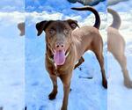Small Catahoula Leopard Dog-Labrador Retriever Mix