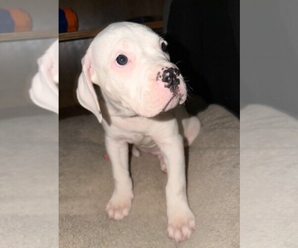 Medium Photo #8 American Bulldog Puppy For Sale in INDEPENDENCE, MO, USA