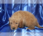 Small Photo #2 Goldendoodle (Miniature) Puppy For Sale in BLOOMINGTON, IN, USA