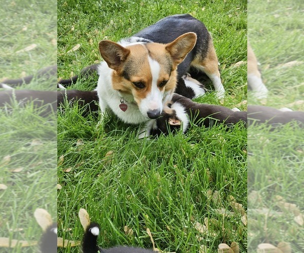 Medium Photo #1 Pembroke Welsh Corgi Puppy For Sale in HARRISON TOWNSHIP, MI, USA