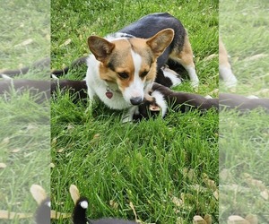 Mother of the Pembroke Welsh Corgi puppies born on 06/07/2025