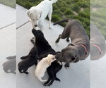Small #6 Labrador Retriever