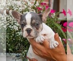 Small #2 French Bulldog