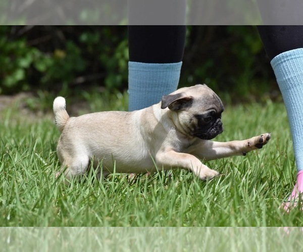 Medium Photo #5 Pug Puppy For Sale in PALM COAST, FL, USA
