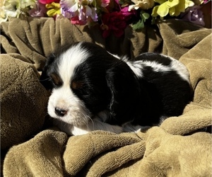 Beaglier Puppy for sale in AIKEN, SC, USA
