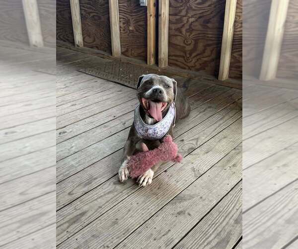 Medium Photo #5 Mutt Puppy For Sale in Abbeville, LA, USA