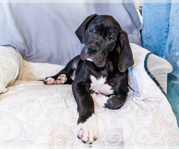Medium Photo #1 Great Dane Puppy For Sale in WAKARUSA, IN, USA