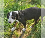 Small #8 Mutt