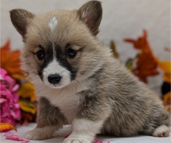 Medium Photo #9 Pembroke Welsh Corgi Puppy For Sale in GOSHEN, IN, USA