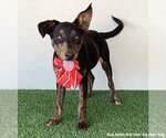 Small Photo #3 Miniature Pinscher-Unknown Mix Puppy For Sale in San Diego, CA, USA
