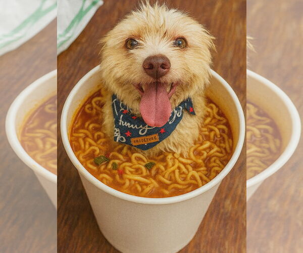 Medium Photo #11 Mutt Puppy For Sale in Houston, TX, USA