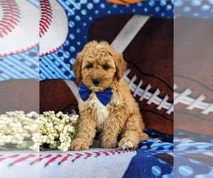 Goldendoodle (Miniature) Puppy for sale in OXFORD, PA, USA