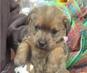 Norfolk Terrier Puppy for sale in DACULA, GA, USA