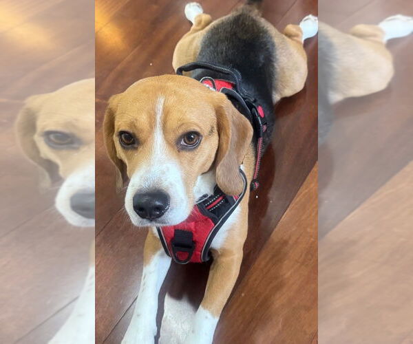 Medium Photo #4 Beagle Puppy For Sale in Mooresville, NC, USA
