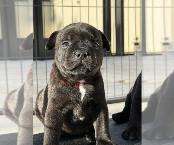 Medium Photo #1 Staffordshire Bull Terrier Puppy For Sale in LUTZ, FL, USA