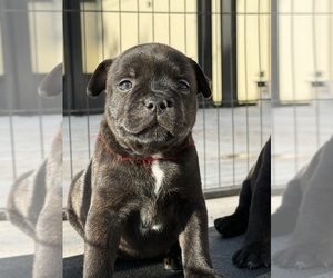 Medium Staffordshire Bull Terrier