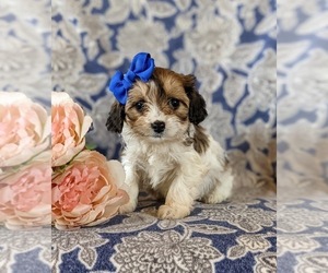 Cavapoo Puppy for sale in NOTTINGHAM, PA, USA