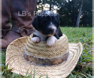 Pembroke Welsh Corgi-Poodle (Toy) Mix Puppy for sale in LEBANON, MO, USA