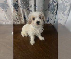 Morkie Puppy for sale in DURHAM, CT, USA