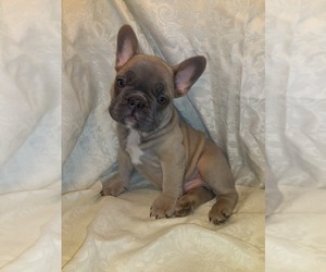 French Bulldog Puppy for sale in PAWTUCKET, RI, USA