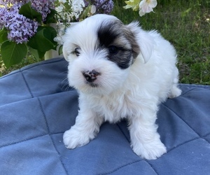 Medium Coton de Tulear