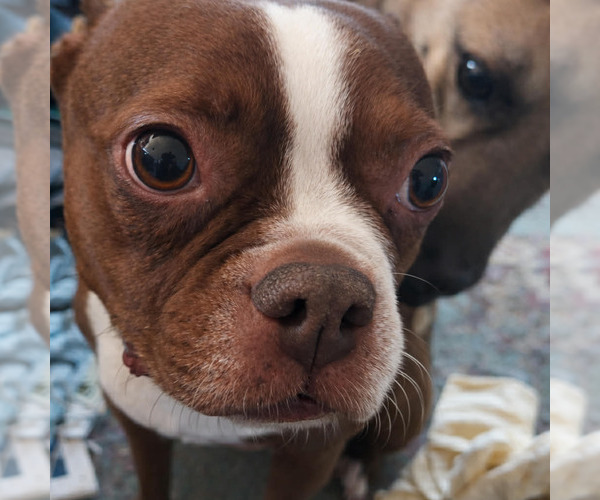 Medium Photo #2 Boston Terrier Puppy For Sale in Gibbstown, NJ, USA
