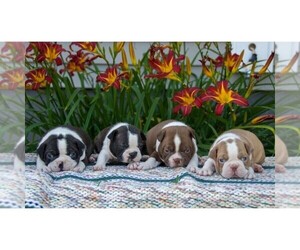 Boston Terrier Puppy for sale in CLARE, MI, USA