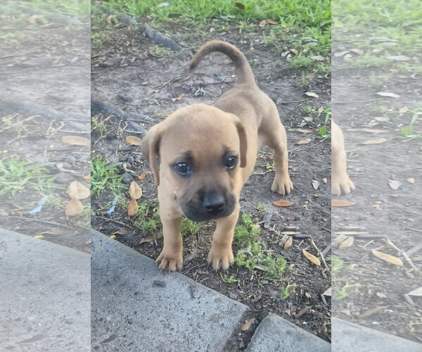 Medium Photo #1 Labrador Retriever-Unknown Mix Puppy For Sale in The Woodlands, TX, USA