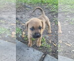 Small Labrador Retriever Mix