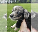 Small #12 Aussiedoodle Miniature 