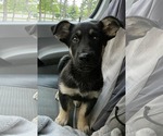 Small Huskies  Mix