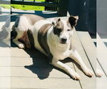 Small #3 American Pit Bull Terrier Mix