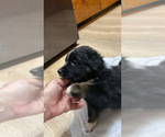 Image preview for Ad Listing. Nickname: Nova